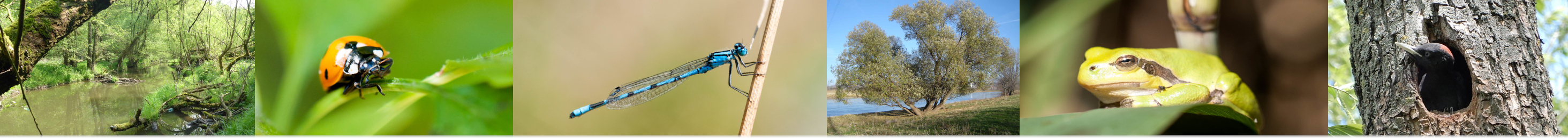 Website-Banner: Tiere, Pflanzen, Landschaften